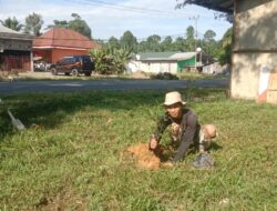 Bukan Lagi Global Warning Namun Global Emergensi, GPLHI Prakarsai Gerakan Tanam Pohon di Luwu Raya