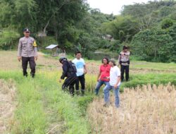 Polres Tator Dampingi Tim Gegana Brimob Polda Sulsel, Musnahkan Granat Temuan Warga Rembon