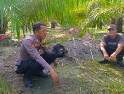 Bhabinkamtibmas Polsek Bone-Bone Laksanakan Sambang dan Penggalangan ke Petani Sawit di Desa Rampoang