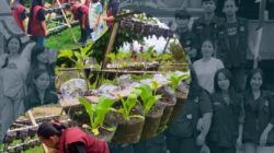 Mahasiswa KKN-T UKI Toraja Hadirkan Inovasi POC Bongkol Pisang dan Pestisida Nabati di Kelurahan Ariang