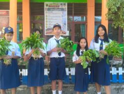 Efektif, “Program Satu Siswa Satu Kebun” di Rumah Siswa SMPN Satap 2 Bittuang Mulai Panen