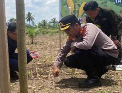 Polres Luwu Utara Tanam Jagung Serentak Kuartal IV Tahun 2025, Bukti Nyata Dukungan Terhadap Swasembada Pangan Nasional
