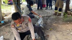 Buaya 3 Meter Menggigit Warga Pao, Polsek Malangke Barat Bergerak Cepat Amankan Hewan Liar