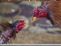 Perjudian Sabung Ayam “Kelas Undangan” Digelar di Gowa, Hadiah Utama Motor & Taruhan Puluhan Juta