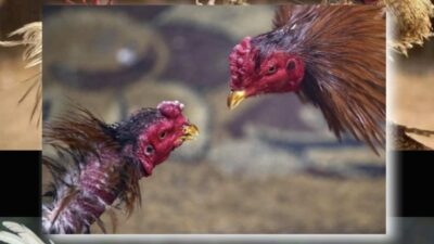 Perjudian Sabung Ayam “Kelas Undangan” Digelar di Gowa, Hadiah Utama Motor & Taruhan Puluhan Juta